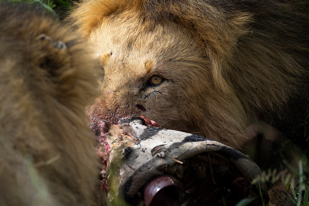 Osservare i Grandi Felini che Mangiano Durante un Safari nel Masai Mara è Uno dei Momenti Più Emozionanti e Impressionanti