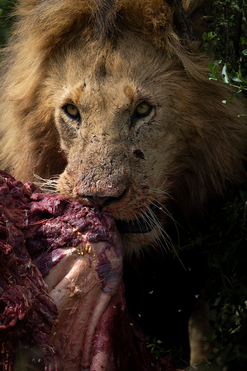 Un Leone con Uno Sguardo Selvaggio Mentre Si Ciba di una Zebra Appena Cacciata nel Masai Mara