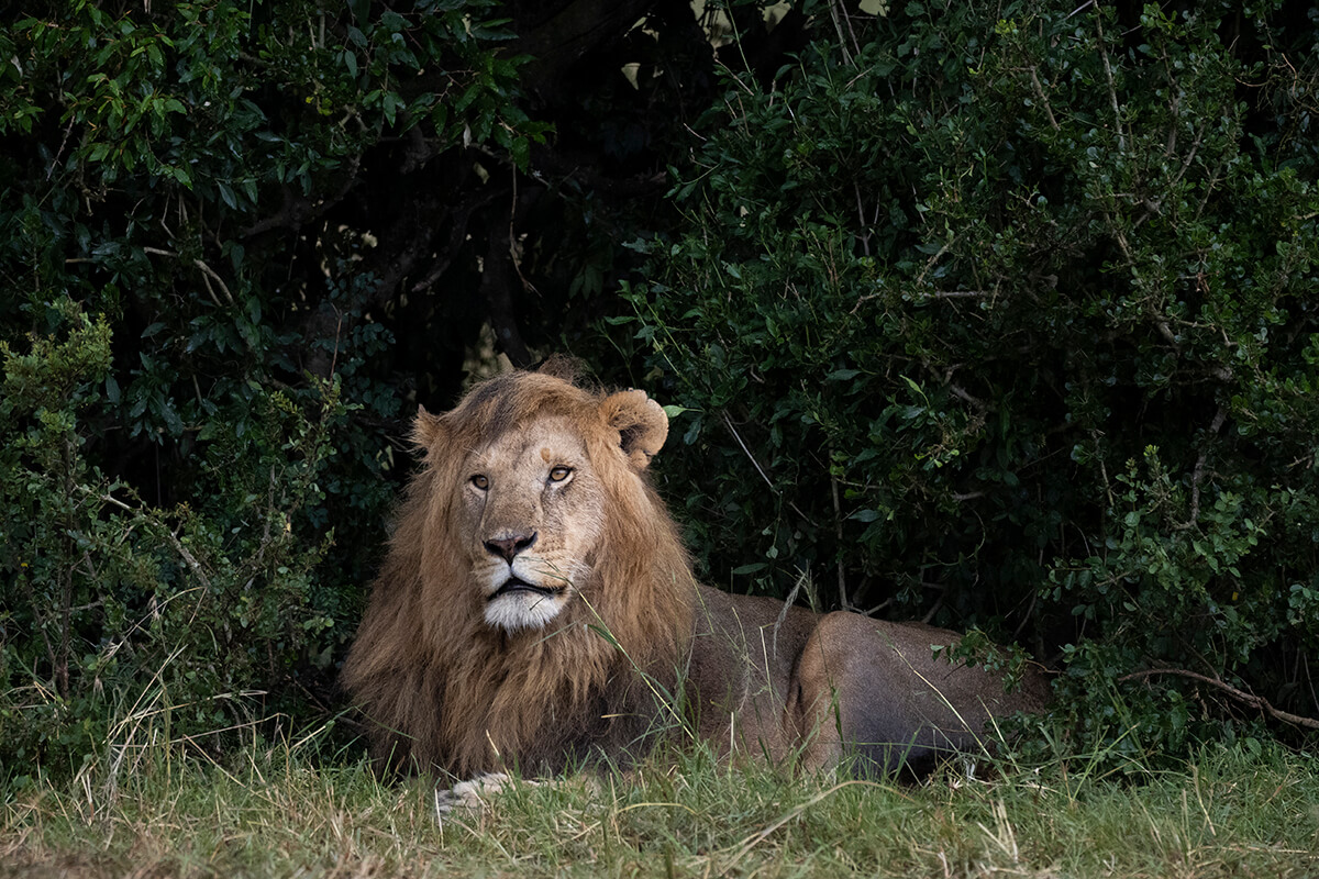 Fotografia naturalistica di un leone durante un safari nel Masai Mara con un'agenzia locale