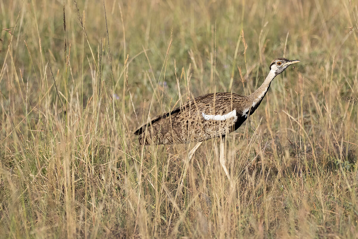In un safari nel Masai Mara puoi anche vedere una grande varietà di uccelli.