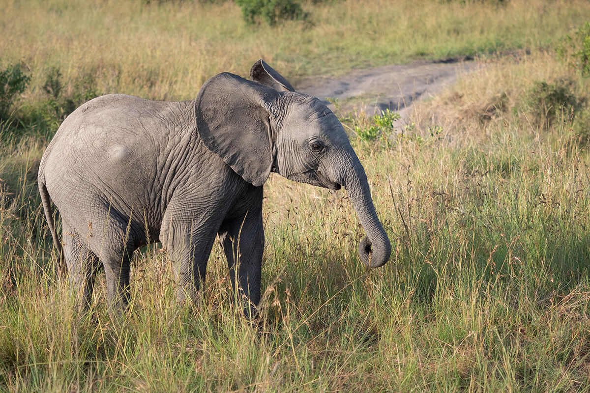 Elefante fotografato durante un safari in Kenya, noleggiando un'auto con autista.