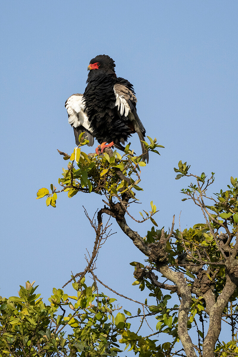 Aquila fotografata durante un safari in Kenya