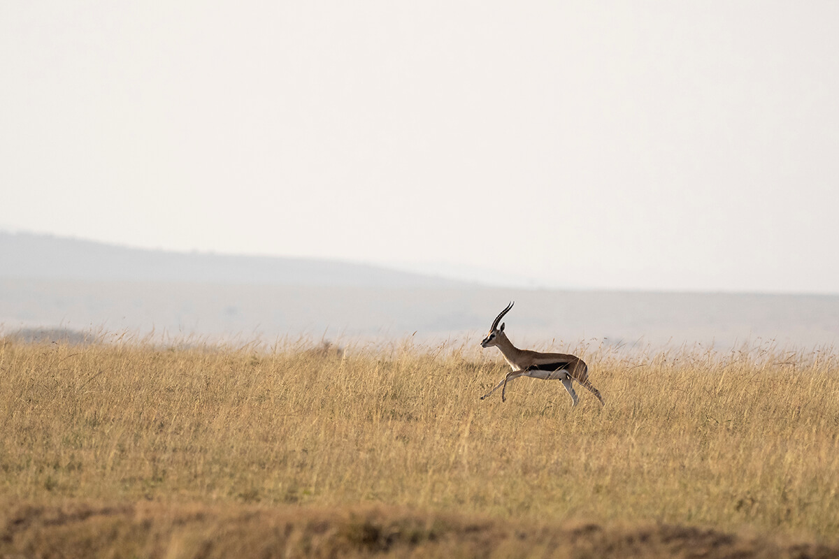 Salto di impala nel Masai Mara