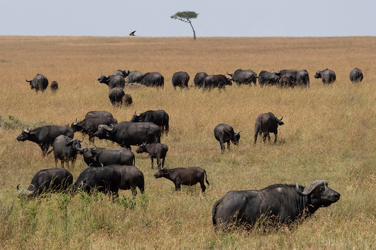 gruppo di bufali in una grande distesa della savana del Masai Mara