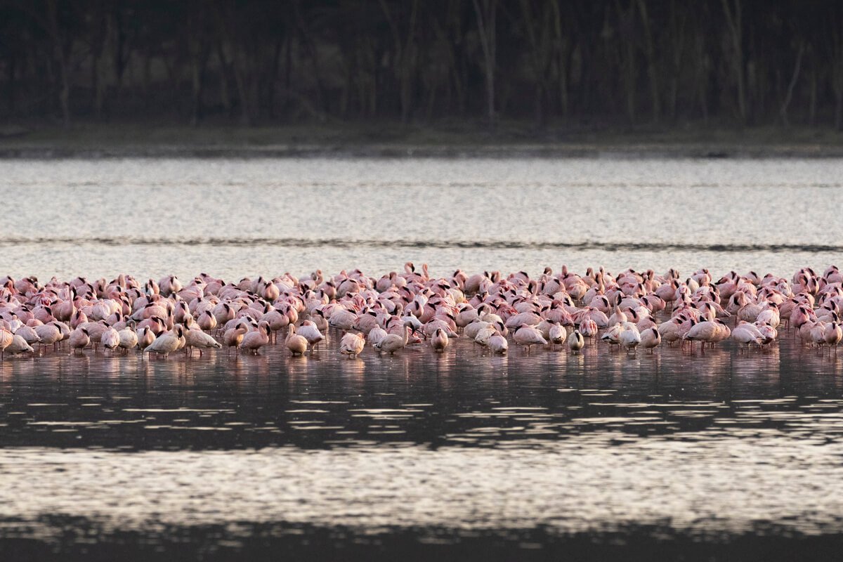 Un groupe de flamants roses au lac Nakuru