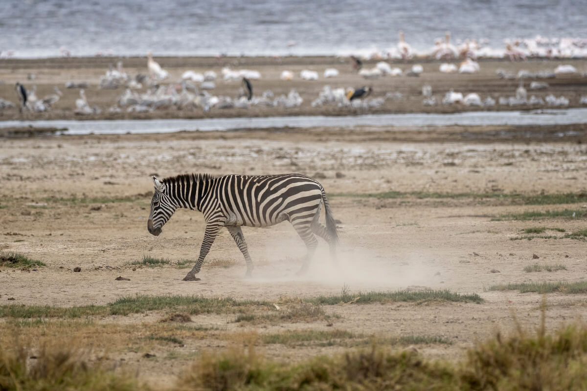 Zèbre marchant avec des oiseaux en arrière-plan du lac Nakuru