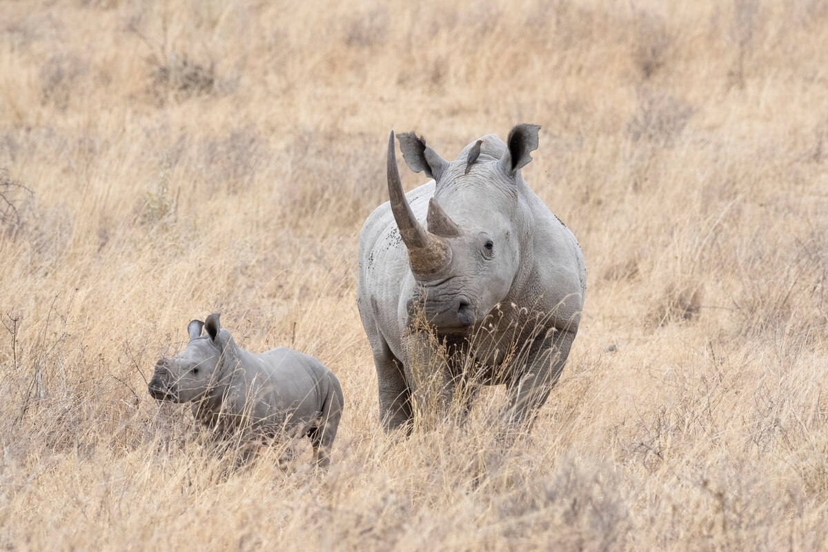 un rhinocéros adulte avec son petit
