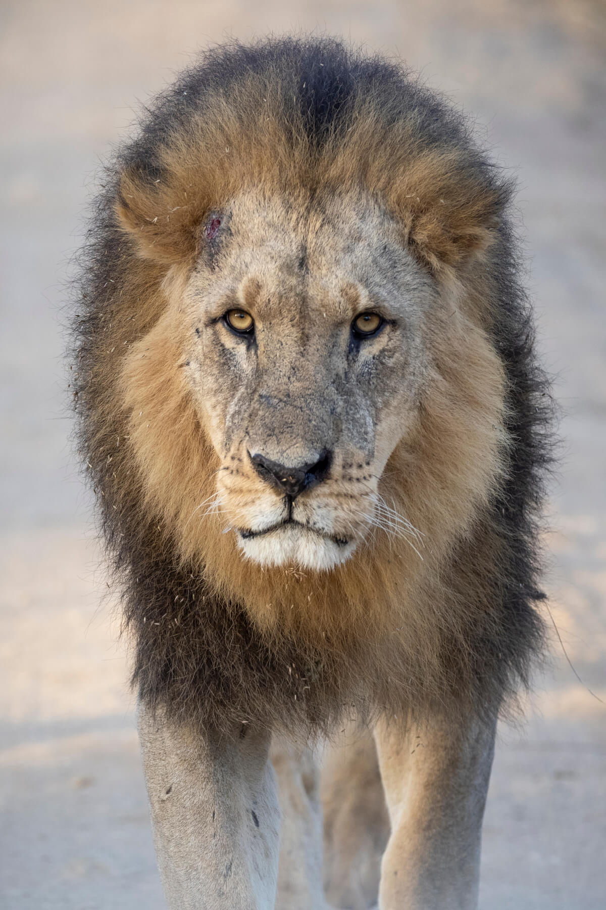 close-up d'un lion au lac nakuru