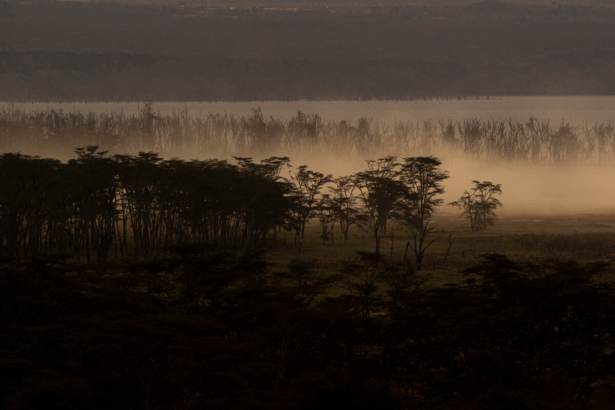 brouillard entre les arbres entourant le lac Nakuru