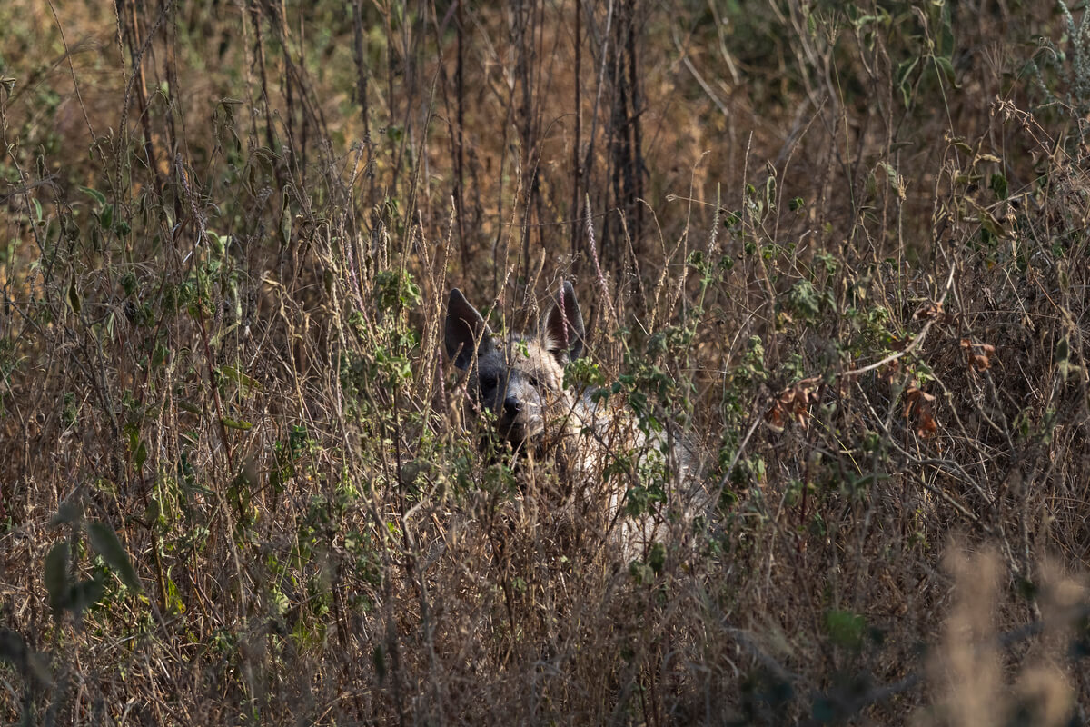 une hyène à moitié camouflée parmi la végétation