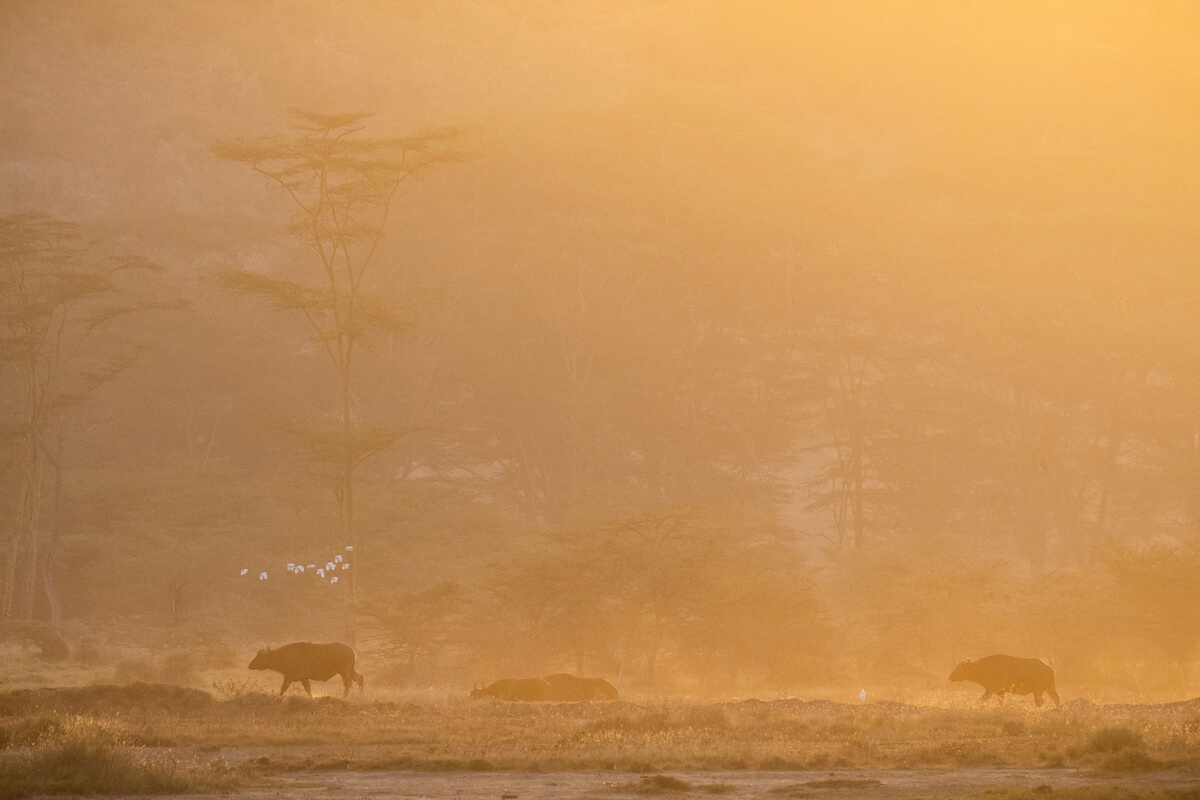 Lever de soleil orange dans le parc national du lac Nakuru avec un groupe de buffles