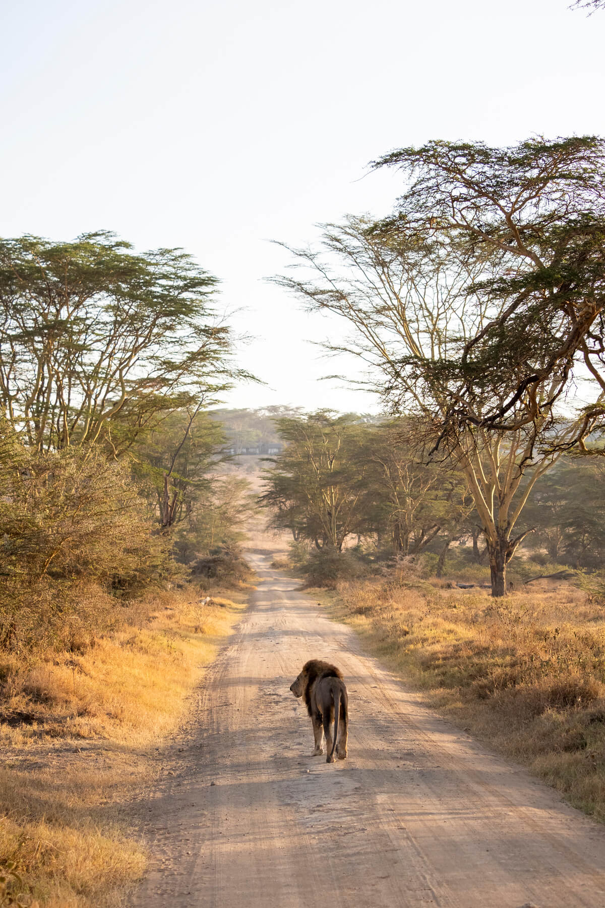 Un lion marchant le long d'une piste de terre où vous pouvez faire un safari au lac Nakuru
