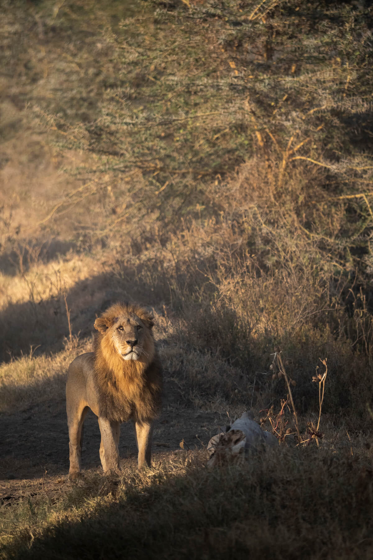 Un lion adulte photographié lors d'un safari au lac Nakur