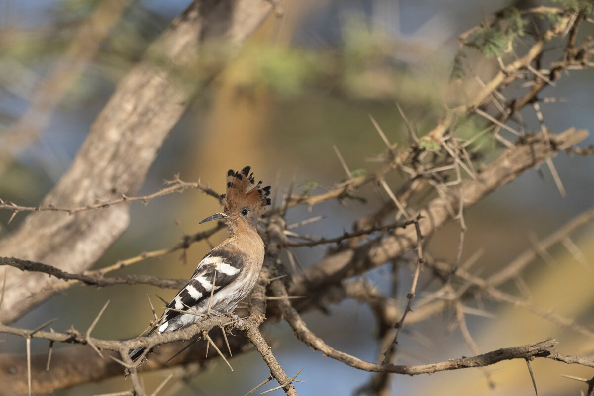 faire un safari au lac nakuru est également idéal pour voir une grande variété d'oiseaux