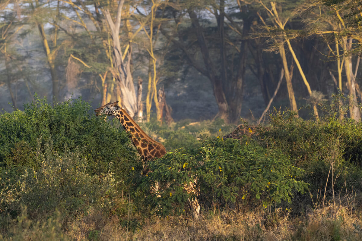 Girafe dans une forêt au lac Nakuru