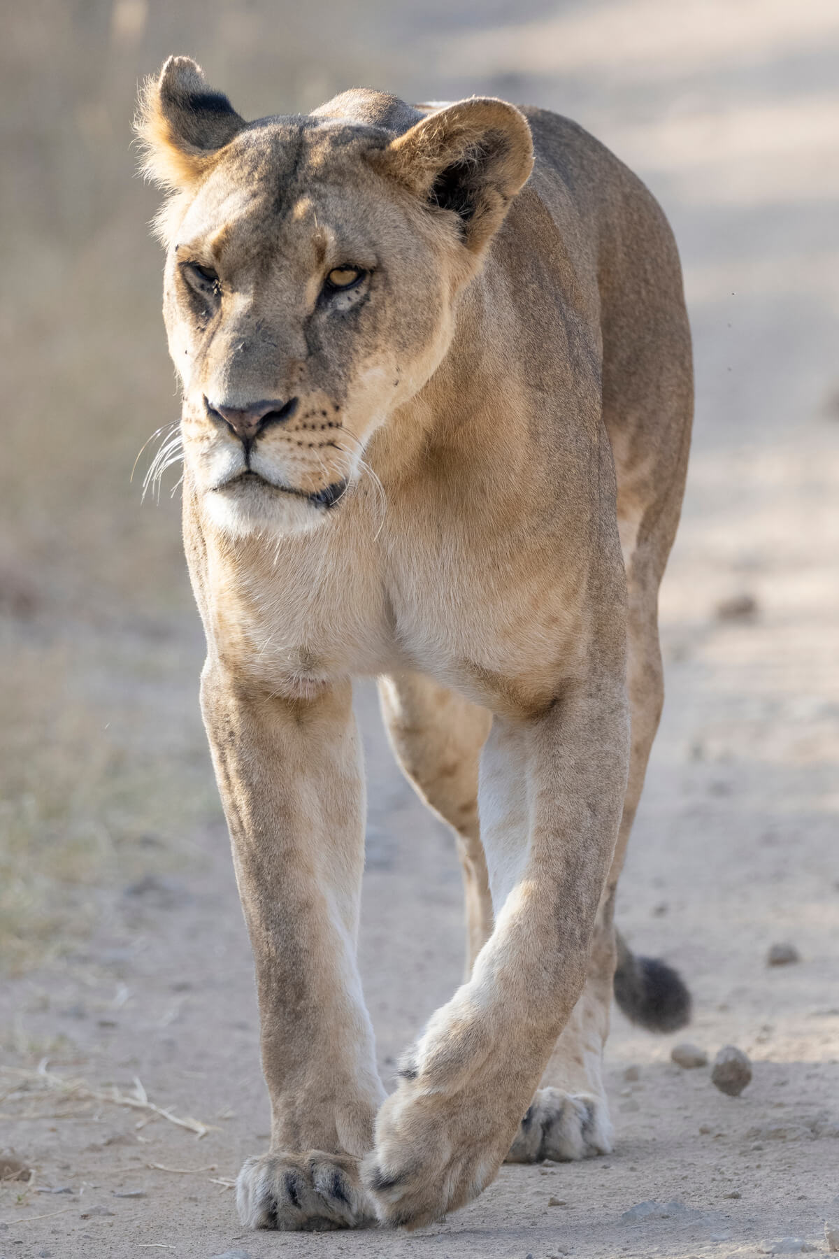 Safari au lac Nakuru : Une lionne marchant vers le van