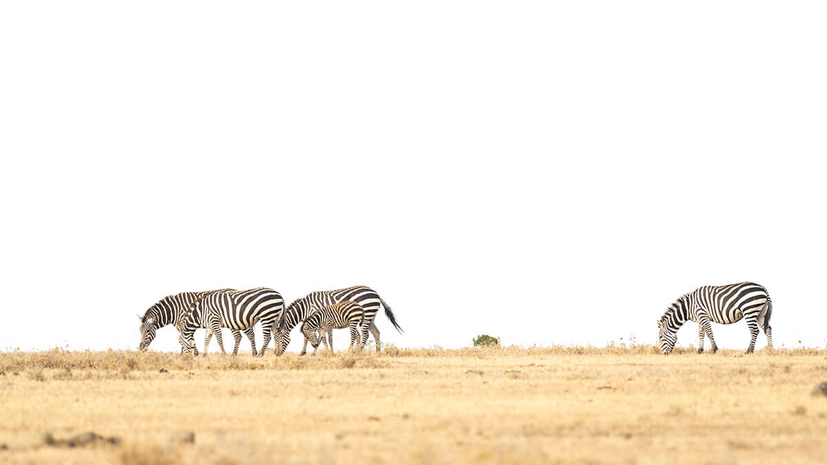 Un groupe de zèbres dans le paysage minimaliste de la savane d'Ol Pejeta