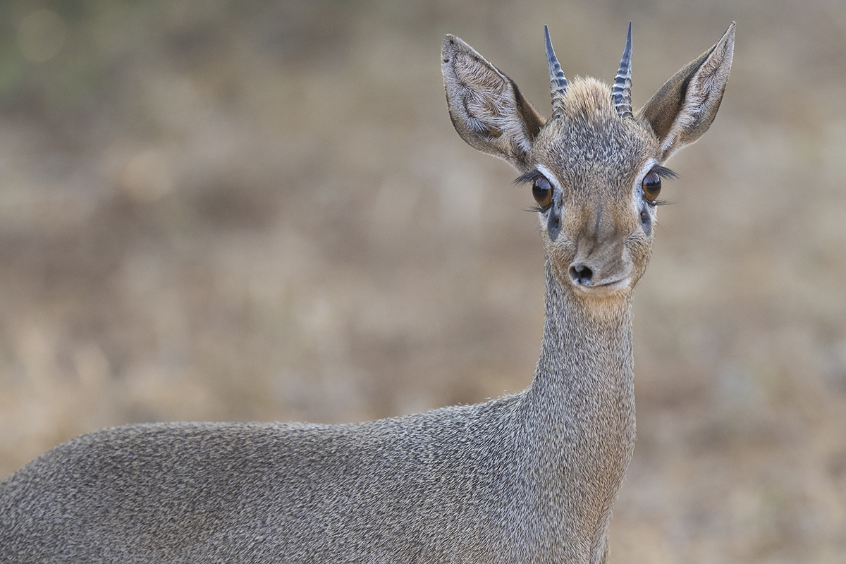 primo piano dell'antilope più piccola che si può vedere durante un safari a Samburu: il dik-dik