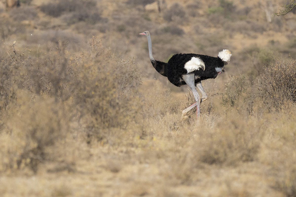 Uno struzzo somalo durante la stagione secca a Samburu.