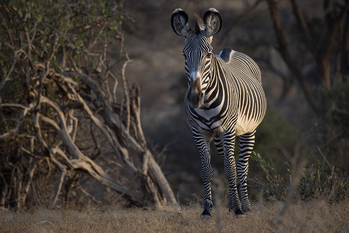 Una zebra di Grévy fotografata nella Riserva di Samburu.