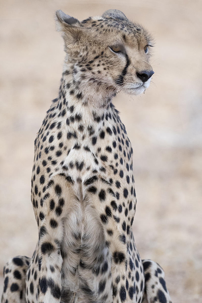 Primo piano di un ghepardo durante un safari nella Riserva di Samburu