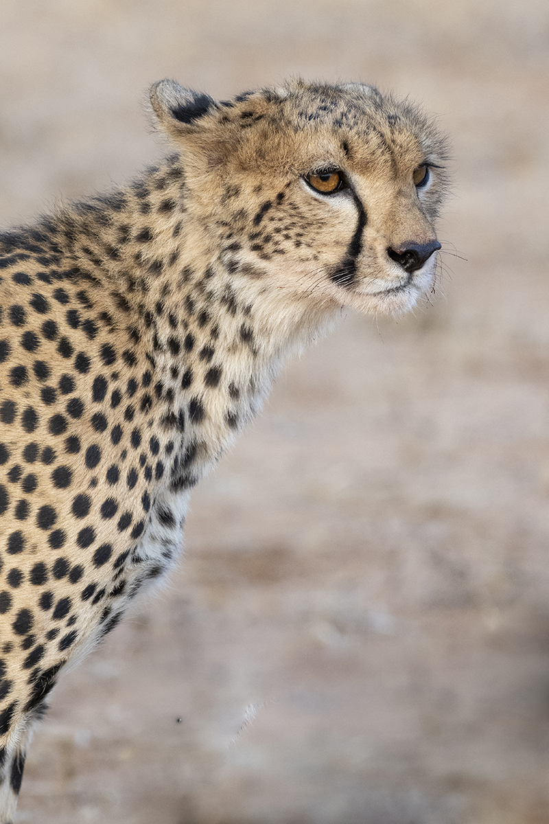 i ghepardi sono uno dei felini più complicati da vedere durante un safari a Samburu