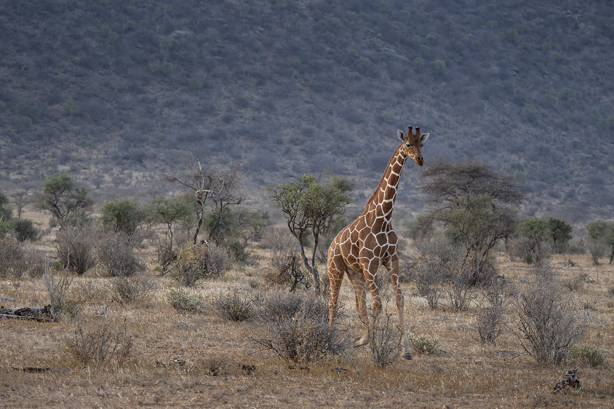 Una giraffa reticolata bagnata dalla morbida luce del tramonto.