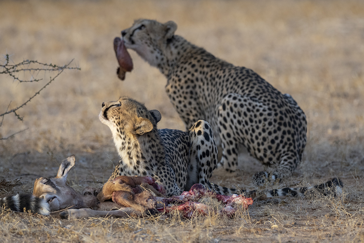 Due ghepardi e una gazzella di Thomson morta durante una serata nella Riserva di Samburu.