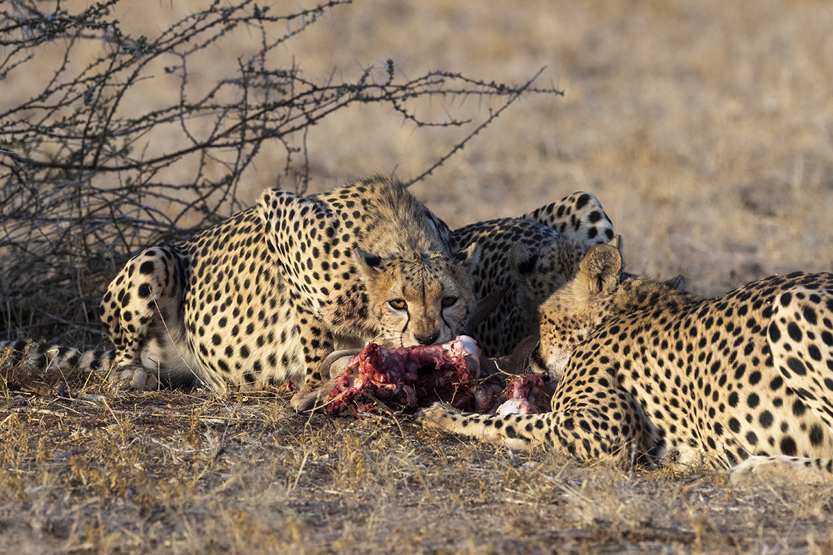 Scene dal mio primo safari nella Riserva Nazionale di Samburu, dove ho avuto la possibilità di vedere tre ghepardi che si nutrivano.