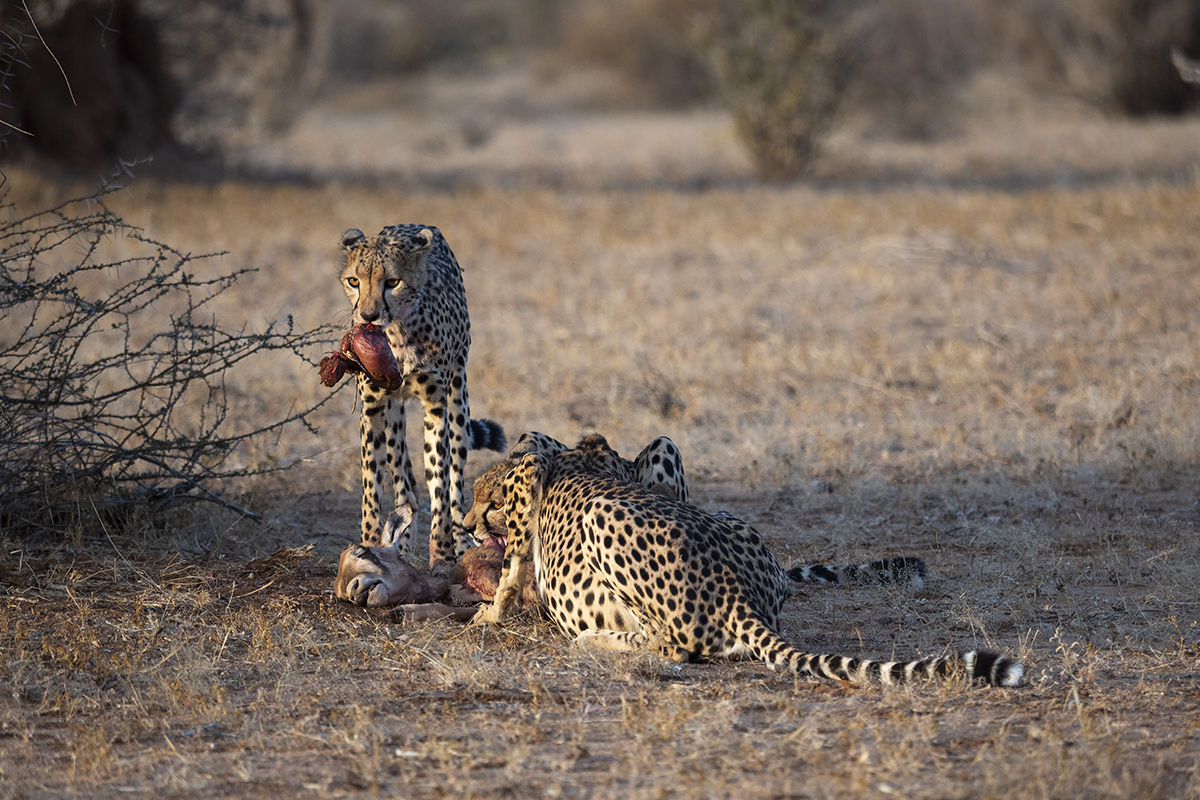 ghepardo in caccia nella riserva nazionale di samburu
