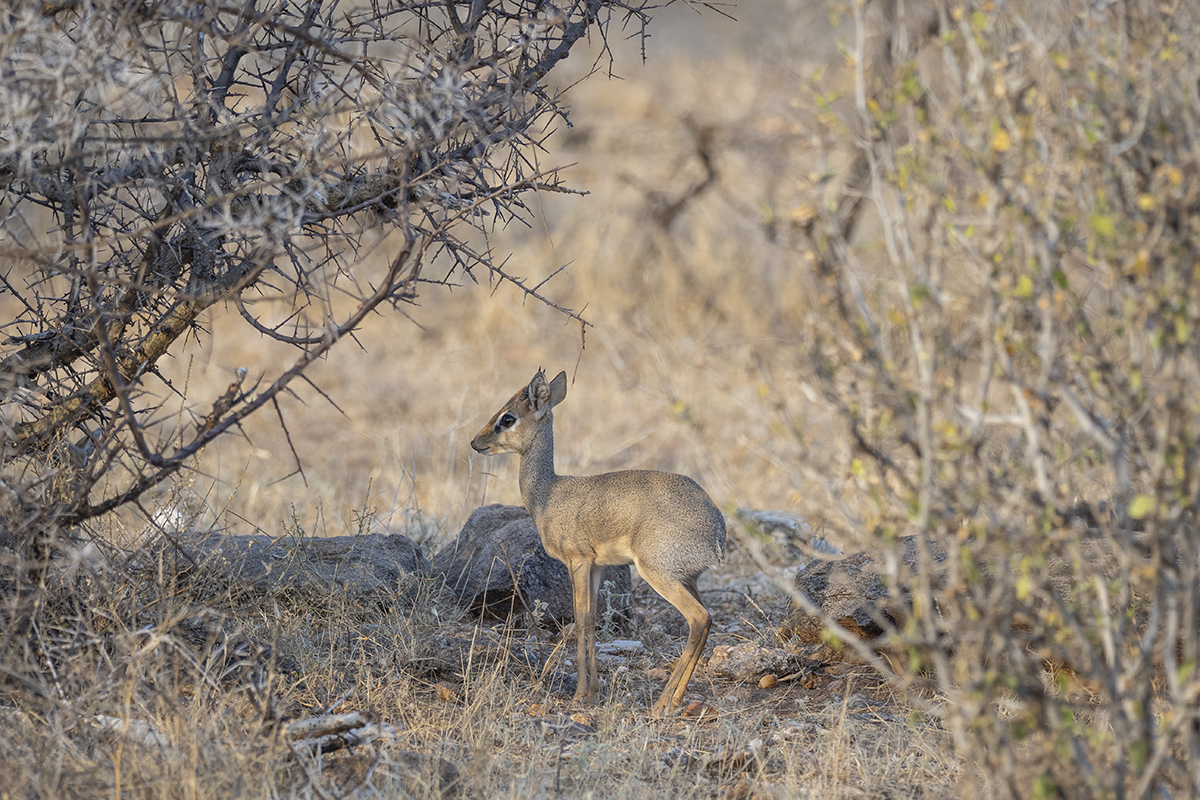 Un piccolo dik-dik circondato dalla vegetazione secca della riserva.