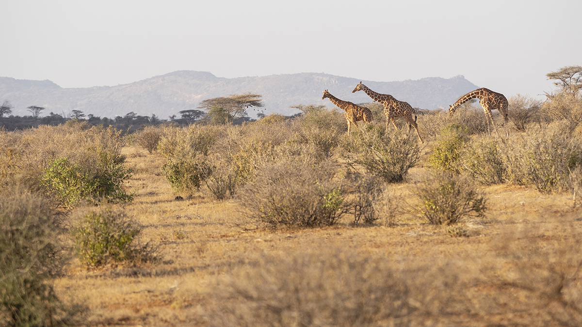 tre giraffe durante un safari nella Riserva Nazionale di Samburu