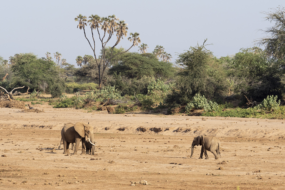 elefanti nel letto del fiume durante un Safari nella Riserva Nazionale di Samburu