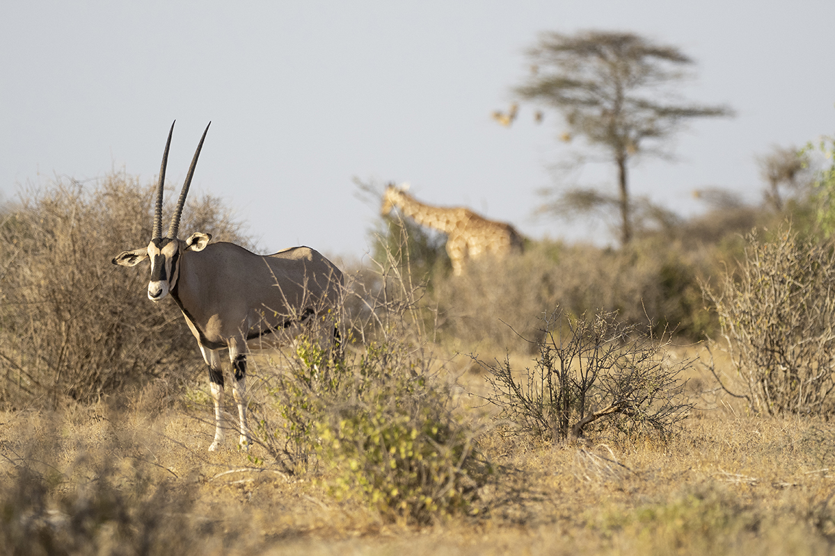 Un orice in primo piano, con una giraffa reticolata sullo sfondo, ambientato nella Riserva Nazionale di Samburu.