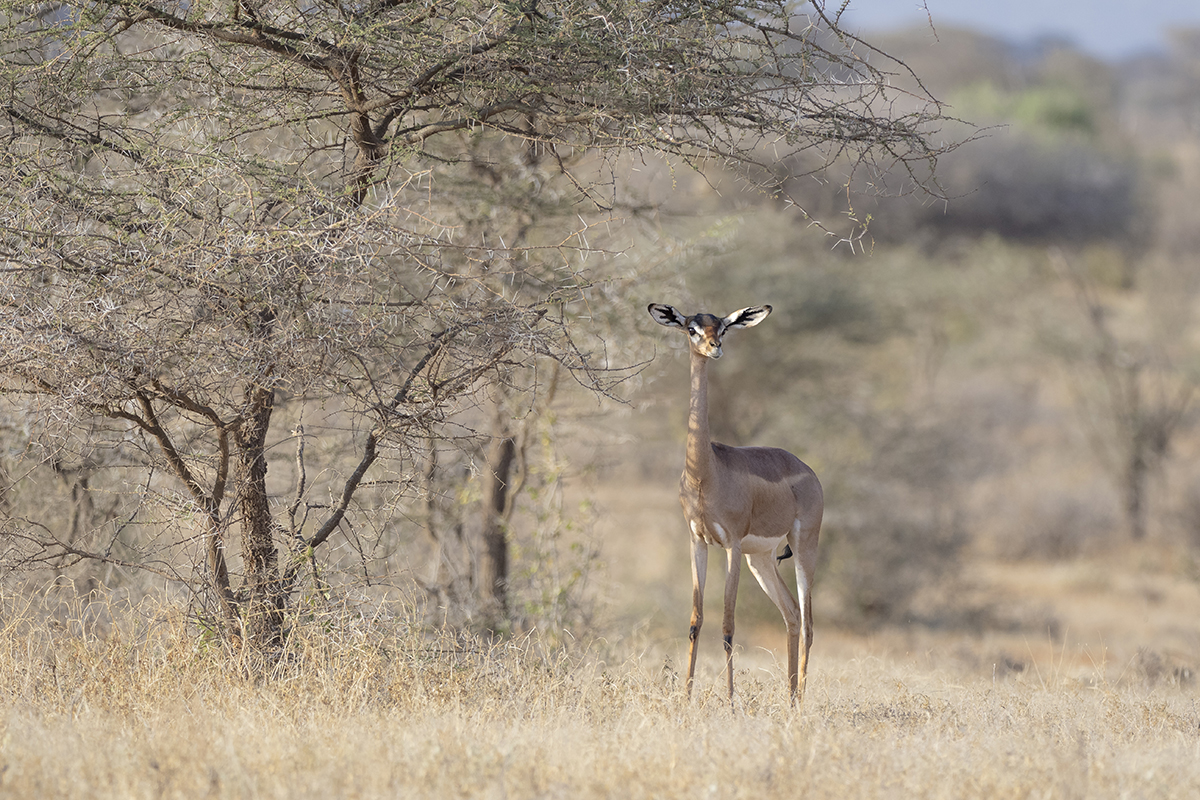 Durante un safari nella Riserva di Samburu puoi vedere una grande varietà di fauna.