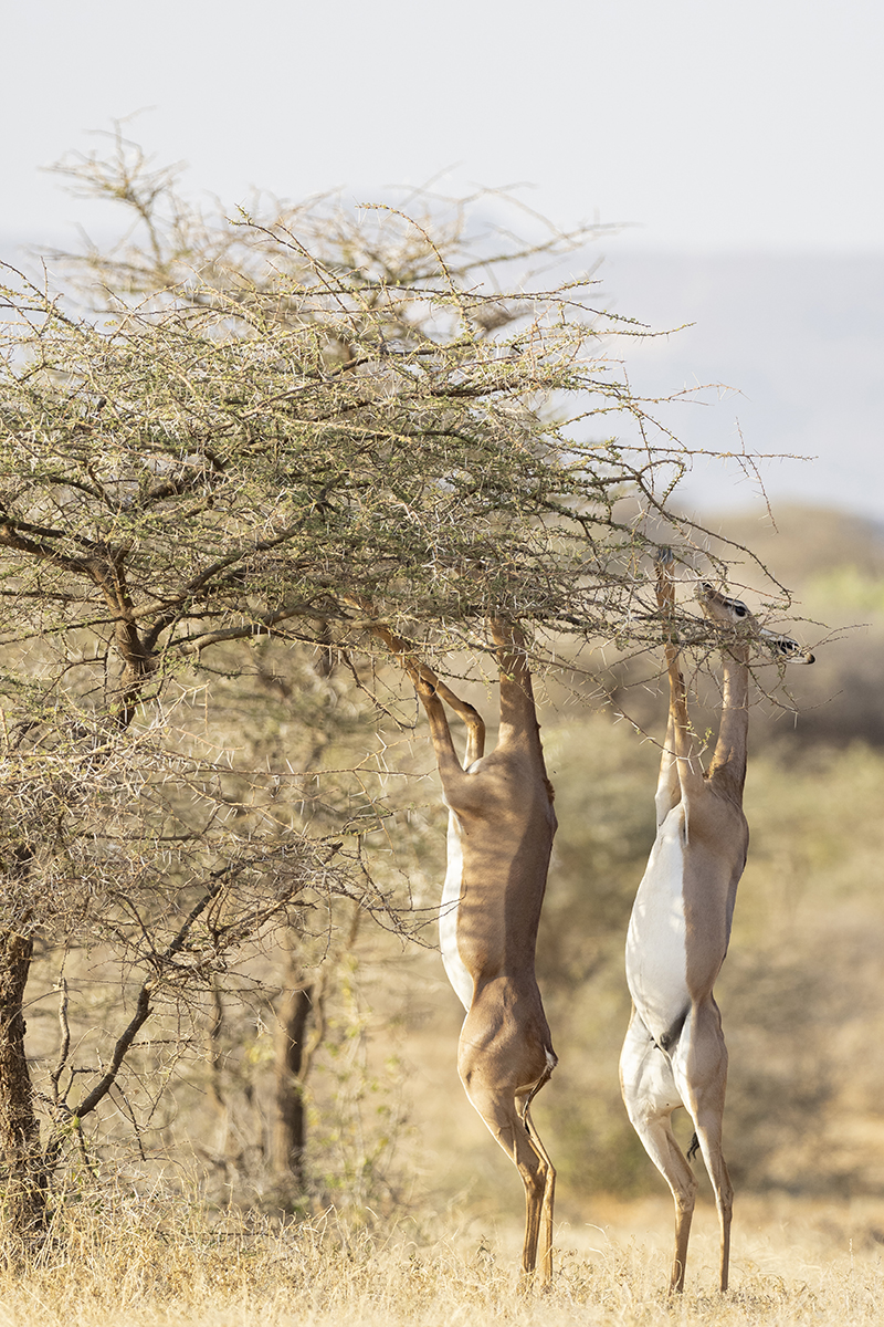 antilope giraffa che si nutre in un cespuglio