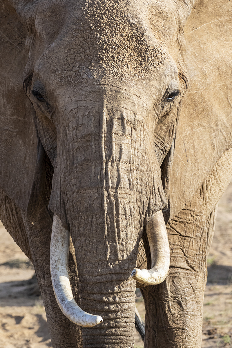 Primo piano di un elefante con grandi zanne.