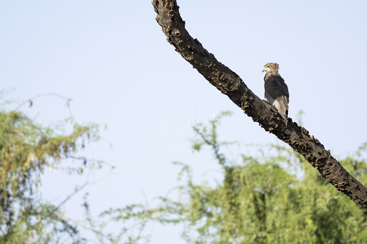 Nella riserva di Samburu c'è anche una grande varietà di uccelli