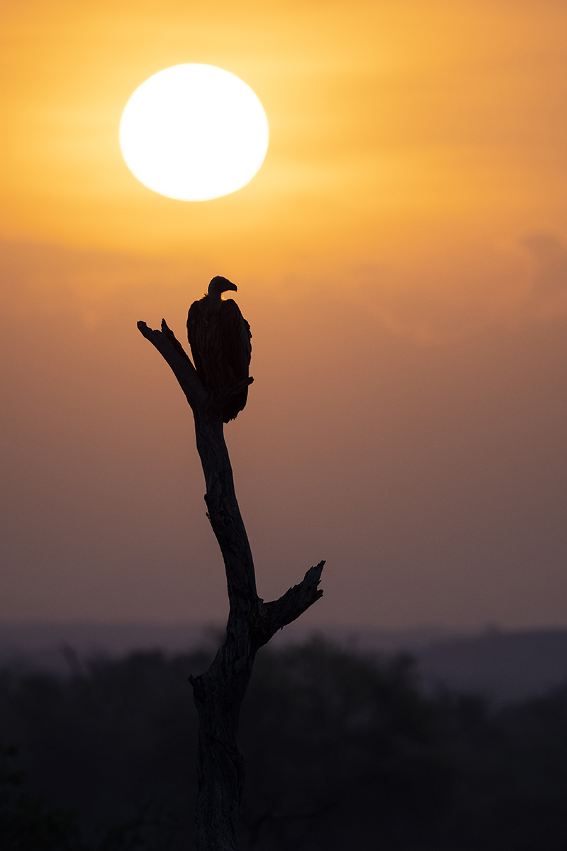 Avvoltoio all'alba e inizio del safari nella Riserva Nazionale di Samburu
