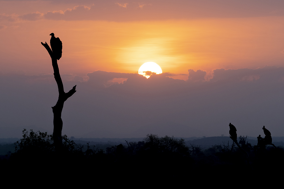 Un'alba tra le silhouette di un gruppo di avvoltoi vicino alla carcassa di una zebra.