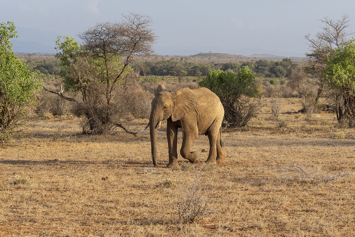Un elefante solitario che cammina attraverso la Riserva Nazionale di Samburu, catturato durante un safari.