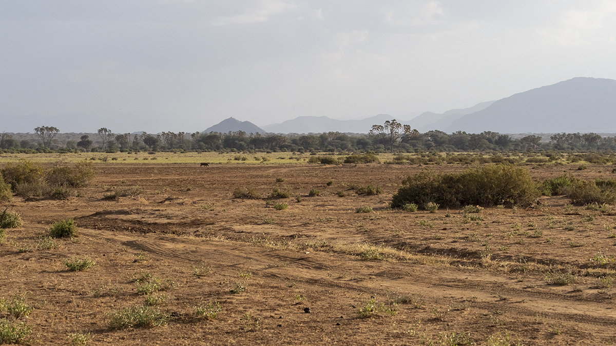 strada per un safari nella riserva nazionale di samburu