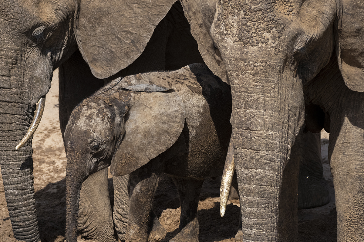 Un elefante bambino, bagnato e coperto di fango dopo essersi spruzzato in una pozza del fiume.