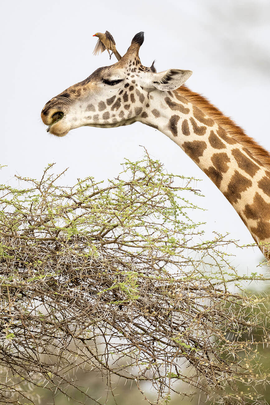 Una giraffa che mangia foglie