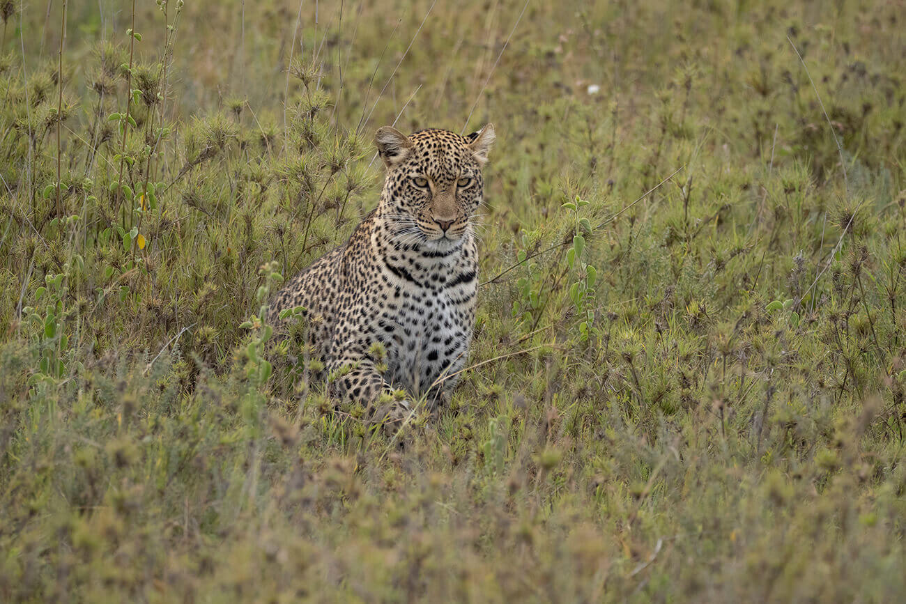 Leopardo nel Parco Nazionale del Serengeti