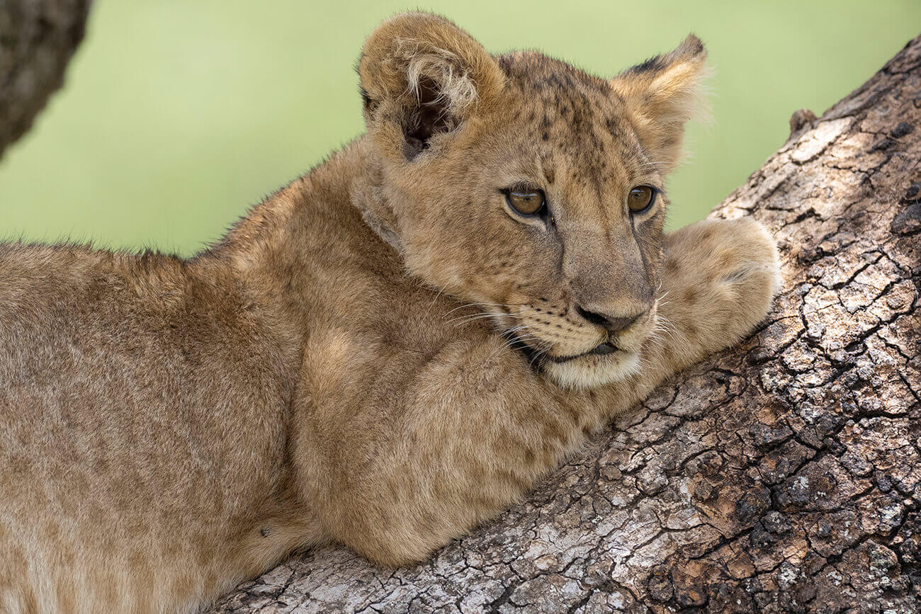 Scegliere un'Agenzia Locale ben valutata in Tanzania è fondamentale per un safari indimenticabile, come questa scena di un leone che dorme su un tronco