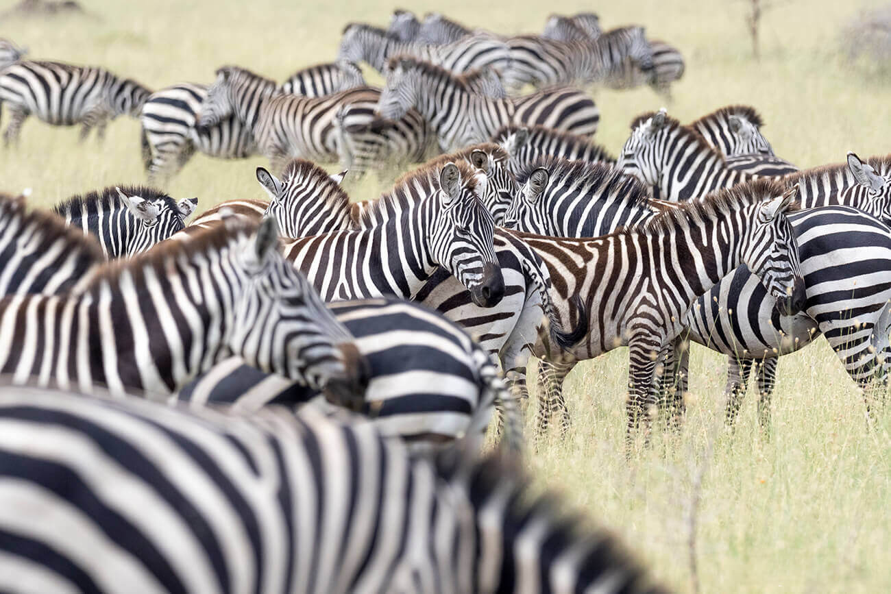 Un gruppo di zebre nella savana africana