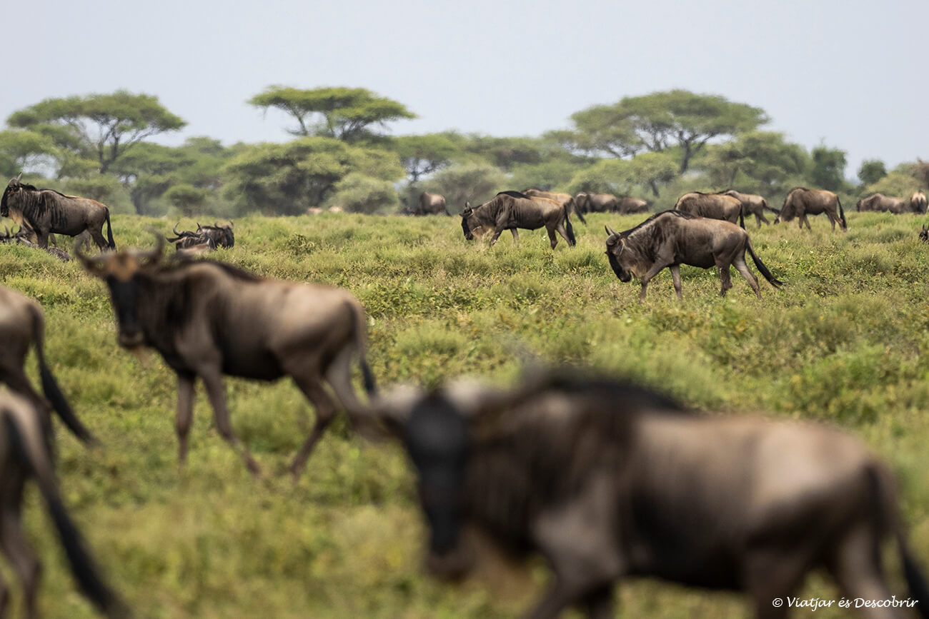 La Grande Migrazione degli gnu nelle pianure meridionali della Tanzania settentrionale durante un safari in campeggio con un'Agenzia Locale