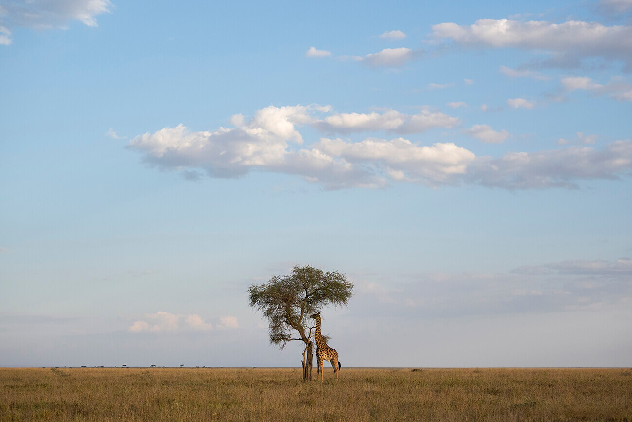 Ogni scena a cui assisti durante un safari con un'Agenzia Locale in Tanzania è unica, come questa giraffa solitaria che mangia da un albero di acacia