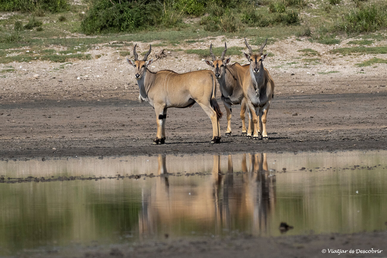 Tre eland, le più grandi antilopi d'Africa